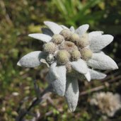 Garten Edelweiss