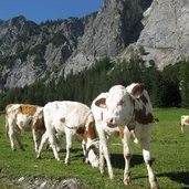 Alpenpark Karwendel Kuehe