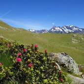 noerdlicher goiselemandlsteig alpenrosen