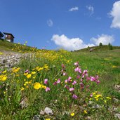 weg von gadein zum thurntaler gipfel