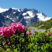 alpenrosen und stubaier gletscher