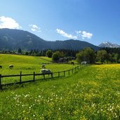 radwanderweg noerdlich von soell am wilden kaiser pferde