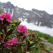 alpenrosen bei geraer huette