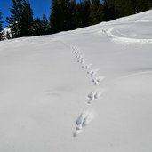 spuren im schnee hase