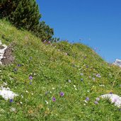 goetheweg und kraeuterwiesen am brandjoch