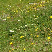 almenwiesen bei langer grund