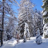 winterweg seefeld moesern winterwald