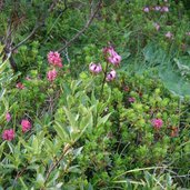 alpenflora im sandestal gschnitz tuerkenbund und alpenrose