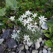 alpenflora im sandestal gschnitz edelweiss