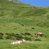 almwiesen landschaft bei hobalm und vallruckalm kuehe