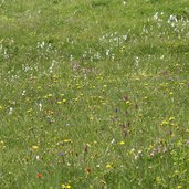 almwiesen flora bei hobalm tuxer tal