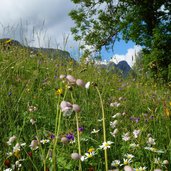 blumenwiese bei trins