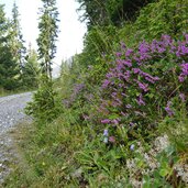 forstweg zur kamelisenalm