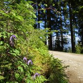 forststrasse pfaffenhofener alm mtb route waldrebe