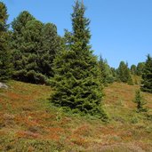 heidelandschaft und wald am schmankerlweg