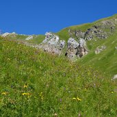 wiesen bei padasterjochhaus fr