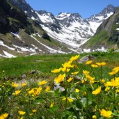 moostal sumpfdotterblume und talschluss gletscher im verwall