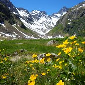 moostal sumpfdotterblume und talschluss gletscher im verwall