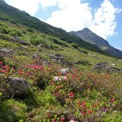 alpenrosen im schoenverwalltal