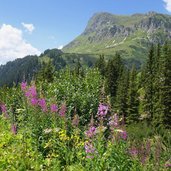 blick von verbellastrasse auf versalspitze