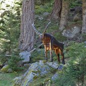 skulpturenpark radurschltal steinbock