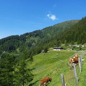 kuehe bei peer alm