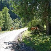 oberer grund tal weg und mtb rinder