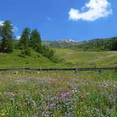 wiesen bei peer alm navis