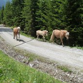 haflinger pferde