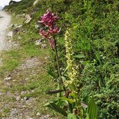 tuerkenbund lilie bei stein der weisen fimbatal