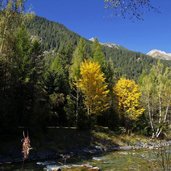 wald herbstfarben und rosanna