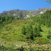 blick auf gamskarspitze ab malfontal