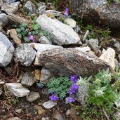 alpenleinkraut und edelraute