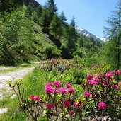 forststrasse malfontal alpenrosen