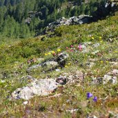 steinhalden und blumenwiesen am venet