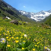 hahnenfuss wiese malfon alpe