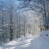 wintewald bei rodelbahn weg