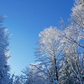 wintewald bei rodelbahn weg