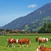 weide bei aschau zillertal