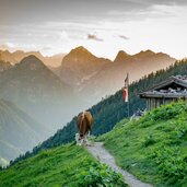 Dalfaz Alm Dalfaz Alm mountain hut