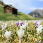 Tschey Fruehling