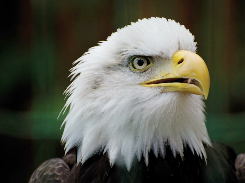 NÖ Falknerei- und Greifvogelzentrum (Lower Austrian Falconry and Bird of Prey  Centre)