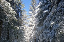 RS winterwald schnee