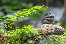 natur steine farn