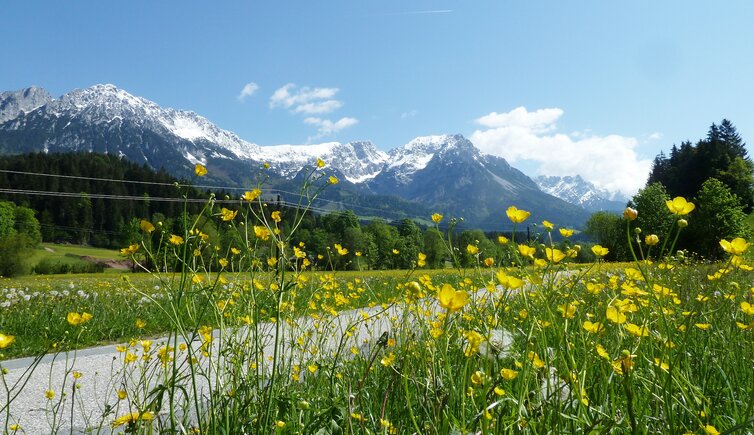 fruehling bei scheffau am wilden kaiser