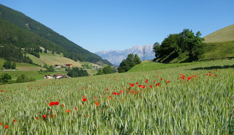 wipptal getreidefelder bei pfons mit mohnblumen