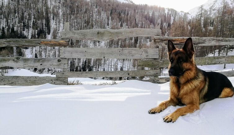 pfelders winter hund