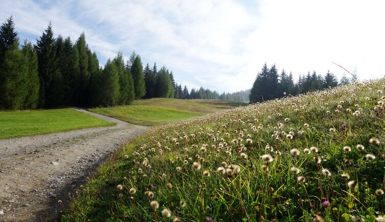 wiesen bei dorflift st oswald kartitsch