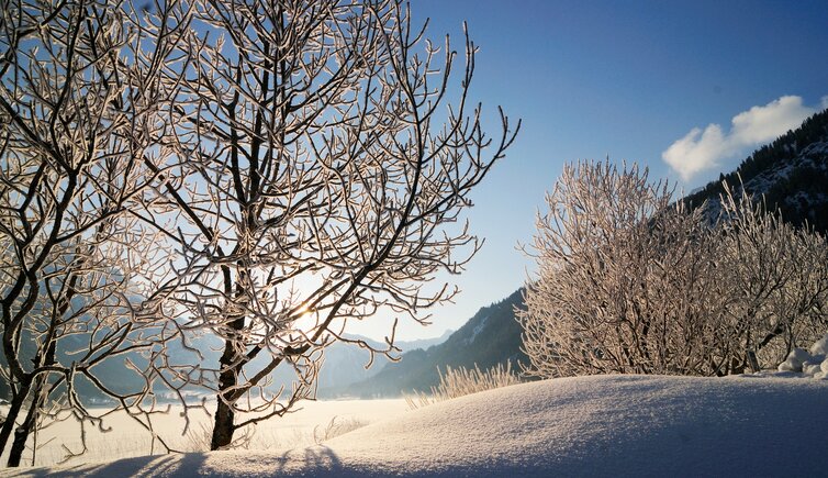 Haldensee Graen Haldensee