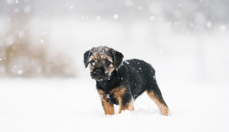 Hund Winter